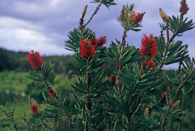 APII jpeg image of Callistemon glaucus  © contact APII