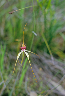 APII jpeg image of Caladenia longiclavata  © contact APII