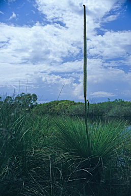 APII jpeg image of Xanthorrhoea preissii  © contact APII