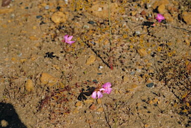 APII jpeg image of Drosera menziesii  © contact APII