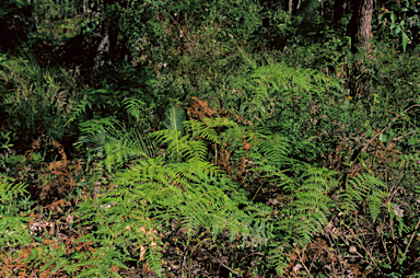 APII jpeg image of Pteridium esculentum  © contact APII