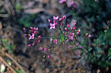 APII jpeg image of Boronia fastigiata  © contact APII