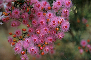 APII jpeg image of Verticordia densiflora  © contact APII