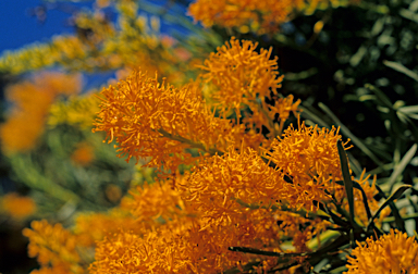 APII jpeg image of Nuytsia floribunda  © contact APII