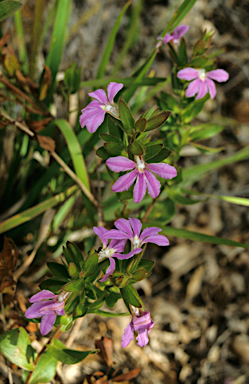 APII jpeg image of Scaevola platyphylla  © contact APII