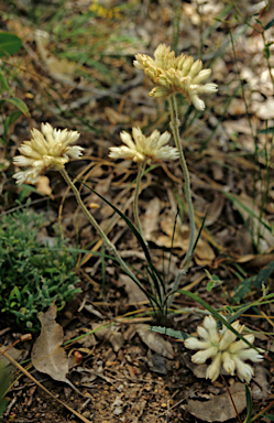 APII jpeg image of Conostylis setosa  © contact APII