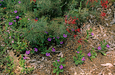 APII jpeg image of Grevillea wilsonii  © contact APII