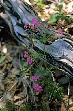 APII jpeg image of Stylidium scandens  © contact APII