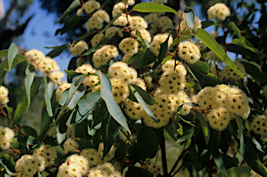 APII jpeg image of Eucalyptus marginata  © contact APII