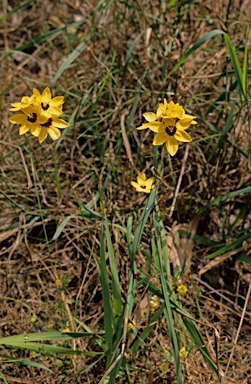 APII jpeg image of Thelymitra antennifera  © contact APII