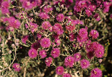 APII jpeg image of Melaleuca pentagona  © contact APII