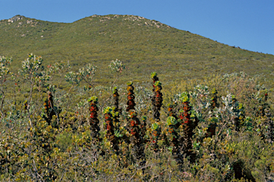 APII jpeg image of Hakea victoria  © contact APII