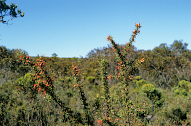 APII jpeg image of Grevillea tripartita  © contact APII