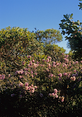 APII jpeg image of Melaleuca striata  © contact APII