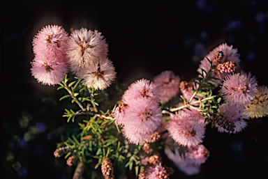 APII jpeg image of Melaleuca striata  © contact APII