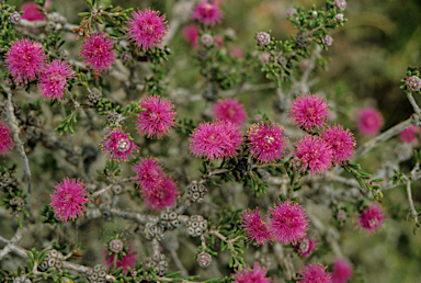 APII jpeg image of Melaleuca pentagona  © contact APII