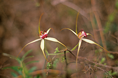 APII jpeg image of Caladenia longicauda  © contact APII