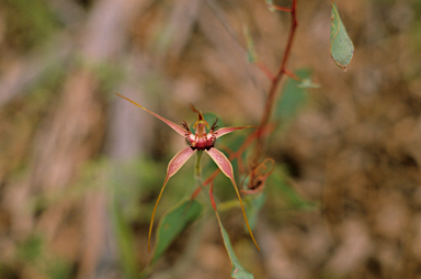 APII jpeg image of Caladenia denticulata  © contact APII