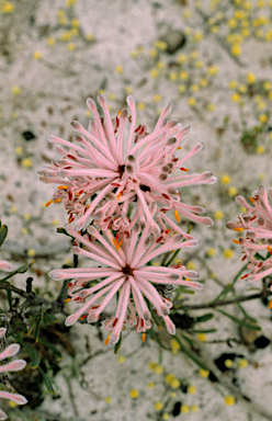 APII jpeg image of Isopogon dubius  © contact APII