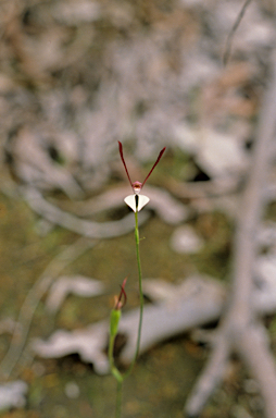 APII jpeg image of Leptoceras menziesii  © contact APII