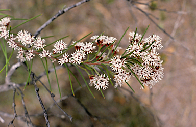 APII jpeg image of Conospermum acerosum  © contact APII