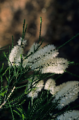 APII jpeg image of Melaleuca huegelii  © contact APII