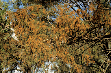 APII jpeg image of Allocasuarina huegeliana  © contact APII