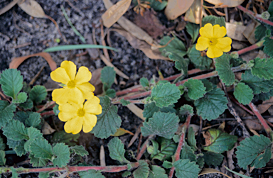 APII jpeg image of Hibbertia grossulariifolia  © contact APII