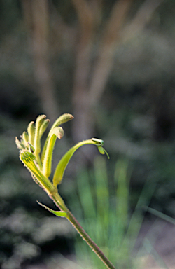 APII jpeg image of Anigozanthos viridis  © contact APII