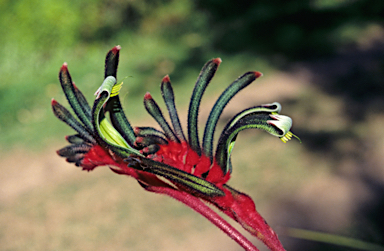 APII jpeg image of Anigozanthos manglesii  © contact APII