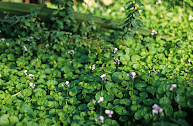 APII jpeg image of Viola odorata  © contact APII