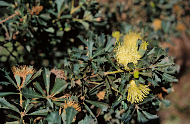 APII jpeg image of Banksia undata  © contact APII