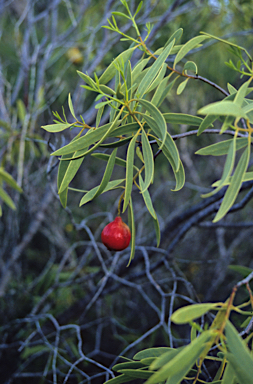 APII jpeg image of Santalum acuminatum  © contact APII