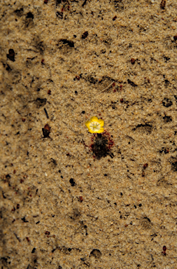 APII jpeg image of Drosera rechingeri  © contact APII