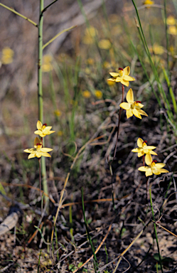 APII jpeg image of Thelymitra antennifera  © contact APII