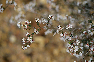 APII jpeg image of Leucopogon pulchellus  © contact APII