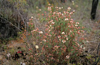 APII jpeg image of Andersonia gracilis  © contact APII