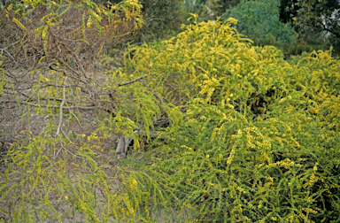 APII jpeg image of Acacia divergens  © contact APII