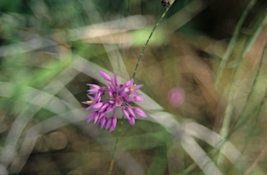 APII jpeg image of Sowerbaea laxiflora  © contact APII