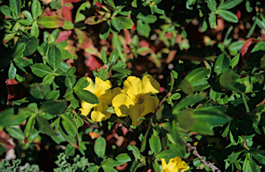 APII jpeg image of Hibbertia cuneiformis  © contact APII