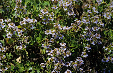 APII jpeg image of Scaevola crassifolia  © contact APII