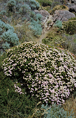 APII jpeg image of Pimelea ferruginea  © contact APII