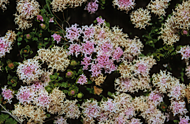 APII jpeg image of Pimelea ferruginea  © contact APII