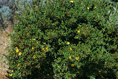 APII jpeg image of Hibbertia cuneiformis  © contact APII