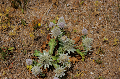 APII jpeg image of Eryngium pinnatifidum  © contact APII