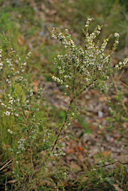 APII jpeg image of Babingtonia camphorosmae  © contact APII