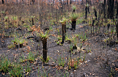 APII jpeg image of Xanthorrhoea preissii  © contact APII