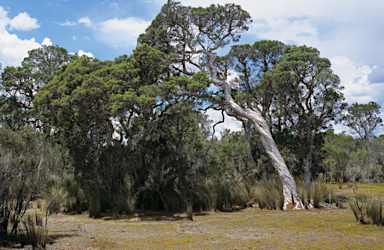 APII jpeg image of Melaleuca cuticularis  © contact APII