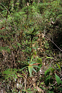 APII jpeg image of Leucopogon verticillatus  © contact APII