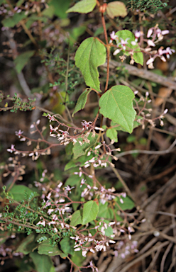 APII jpeg image of Lasiopetalum floribundum  © contact APII